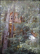 Baumhaus Deluxe - Photo