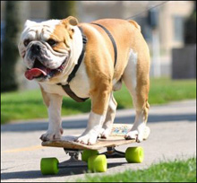 Skateboarder Köter - Photo